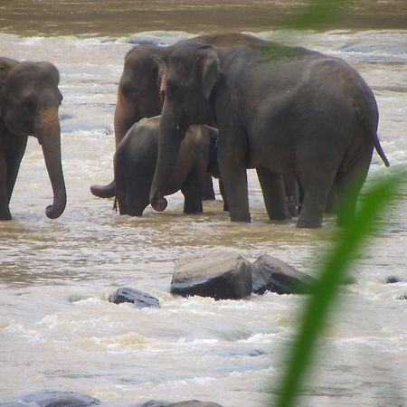 Ma Oya Retreat Pinnawala Pinnawala (Kegalle) Bagian luar foto