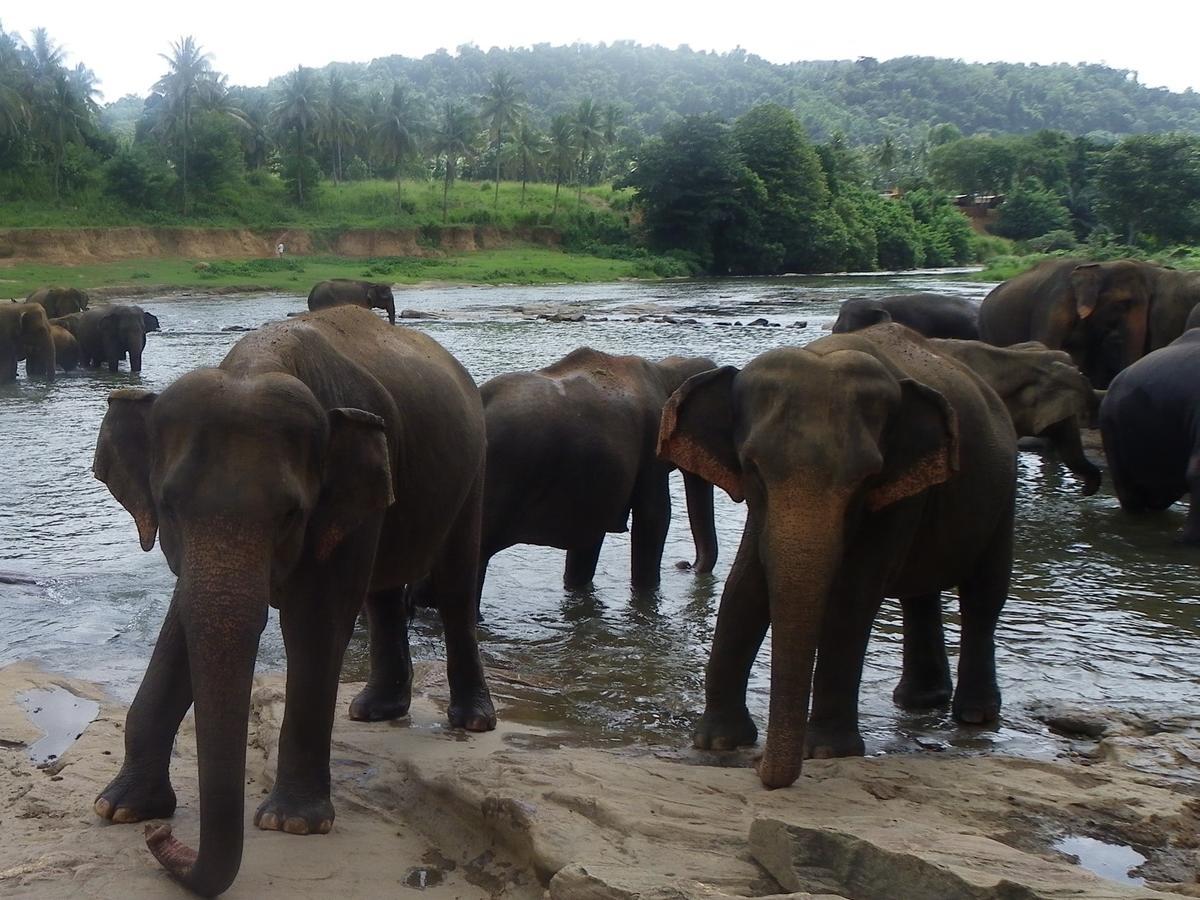 Ma Oya Retreat Pinnawala Pinnawala (Kegalle) Bagian luar foto