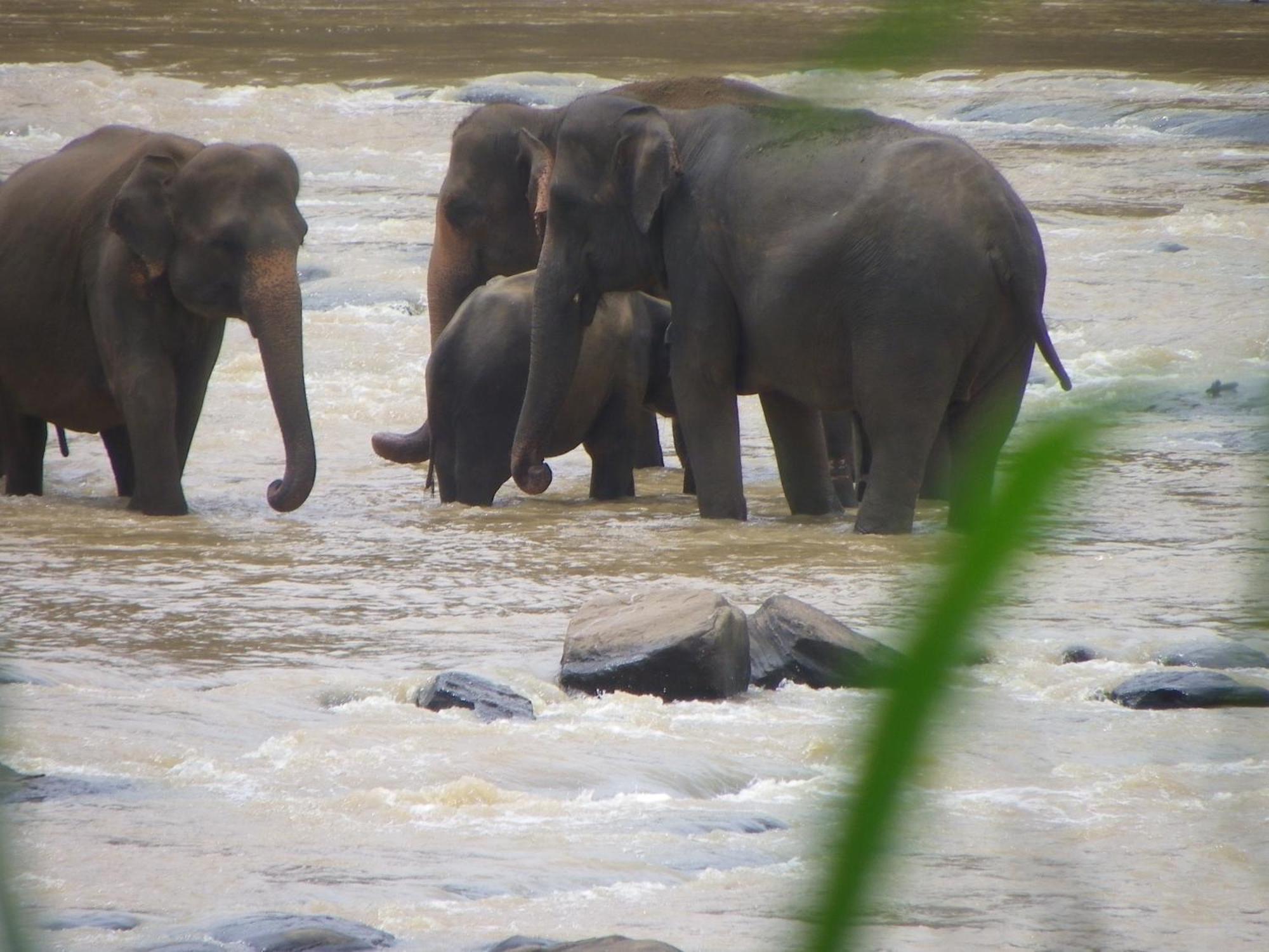 Ma Oya Retreat Pinnawala Pinnawala (Kegalle) Bagian luar foto